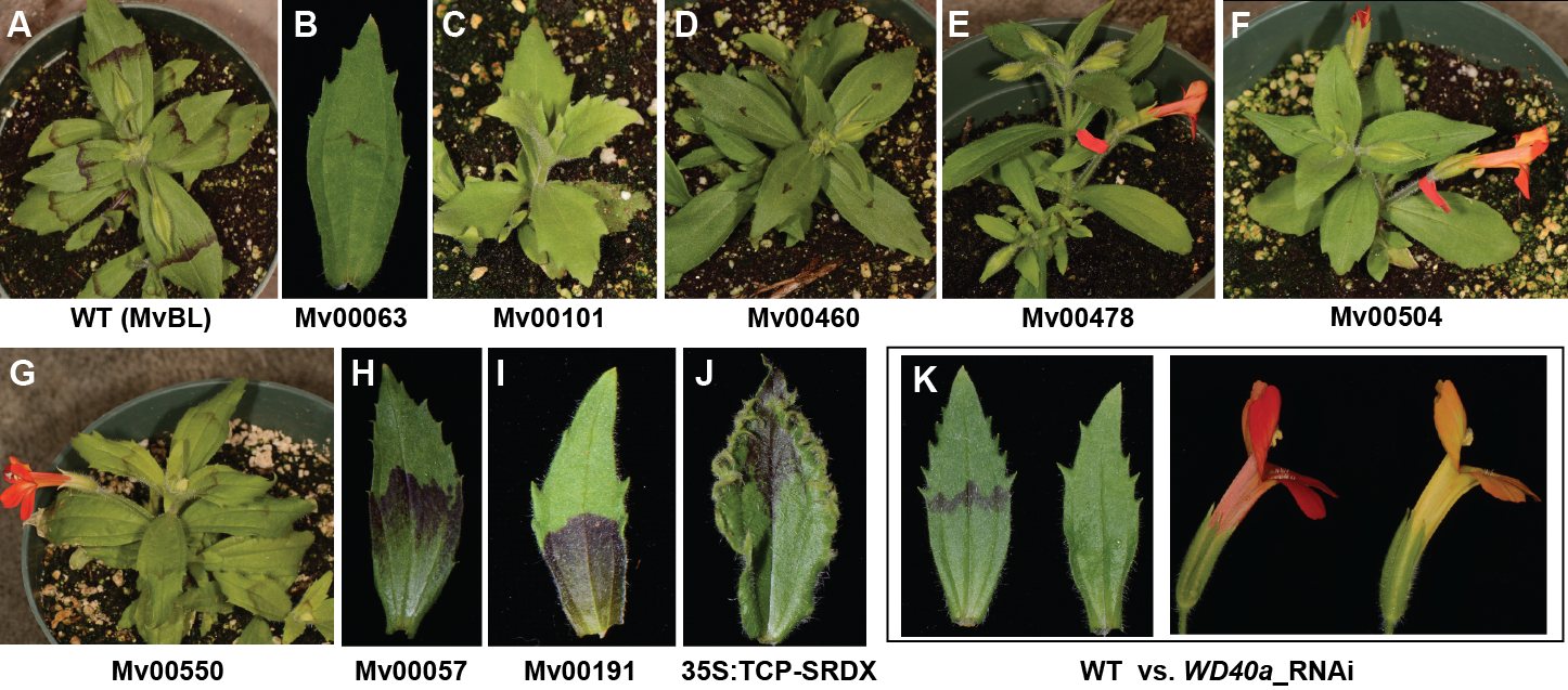 Development, and Evolution of Phenotypic Novelty Yuan